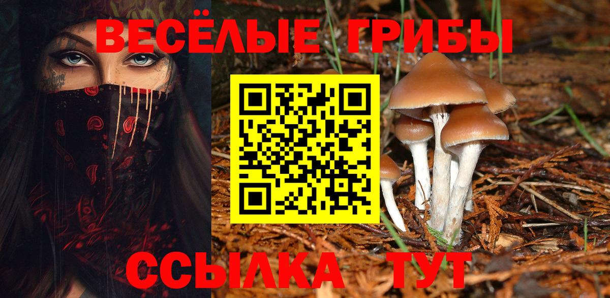 Псилоцибиновые грибы Psilocybine cubensis Канск